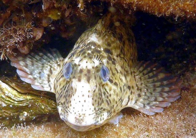 Parablennius sanguinolentus_005